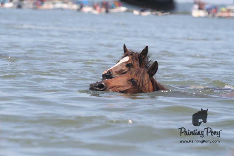 ponypenning_072711_0171.JPG