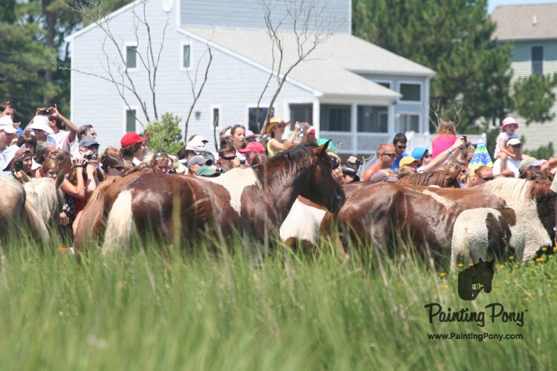 ponypenning_072711_0181.JPG