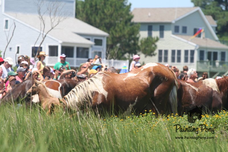ponypenning_072711_0182.JPG