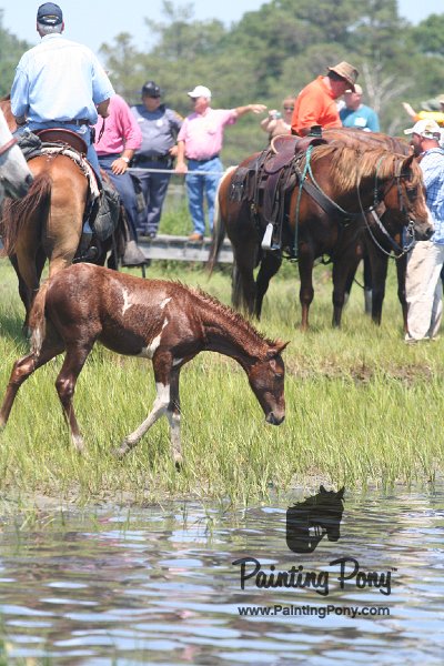 ponypenning_072711_0188.JPG