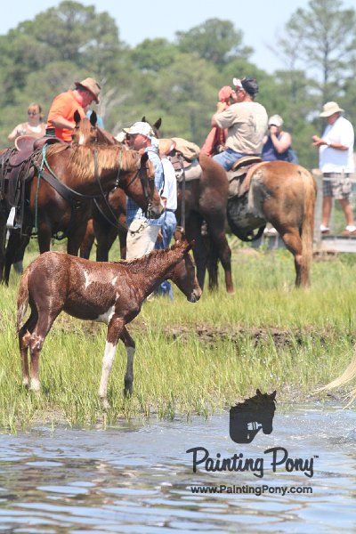 ponypenning_072711_0189.JPG