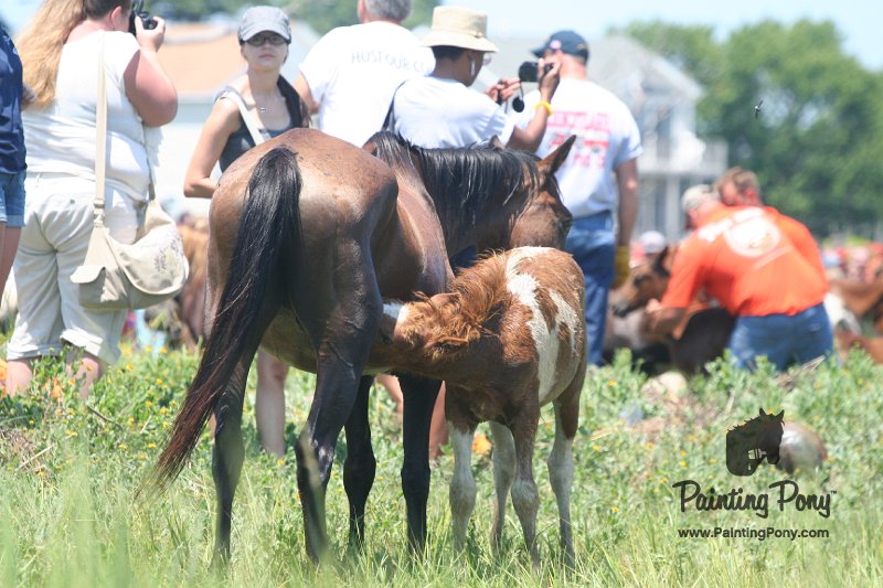 ponypenning_072711_0191.JPG