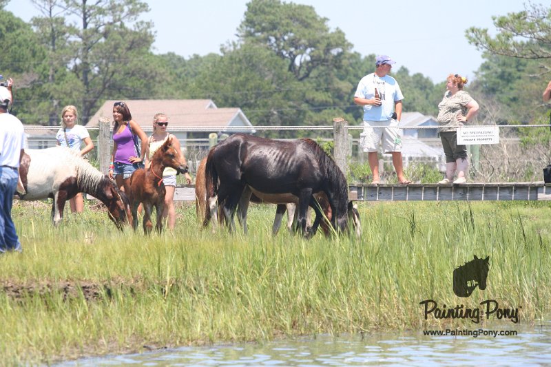 ponypenning_072711_0200.JPG
