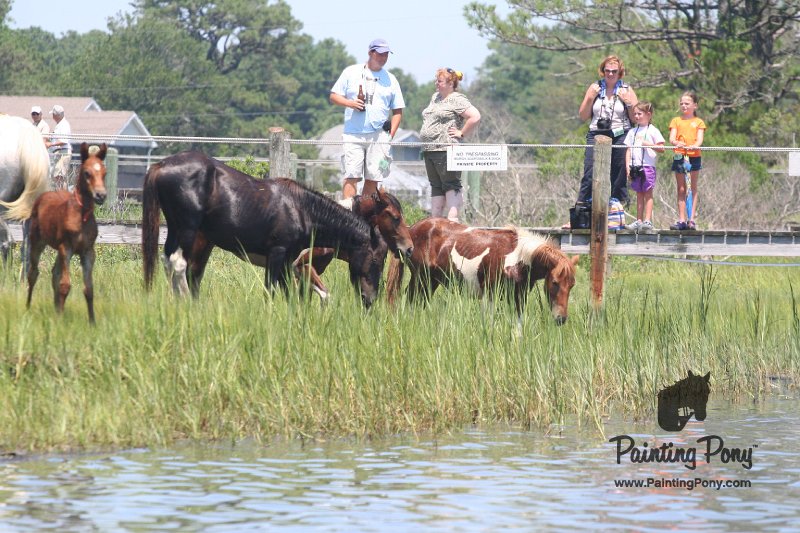 ponypenning_072711_0204.JPG