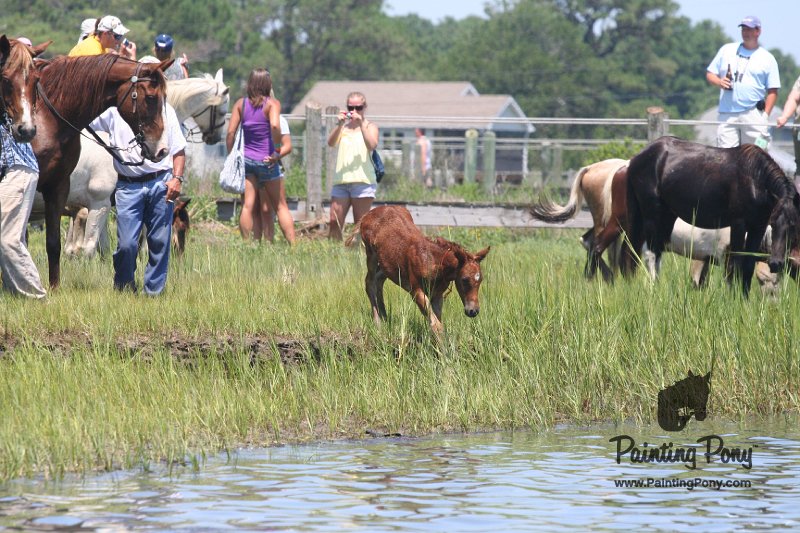 ponypenning_072711_0205.JPG