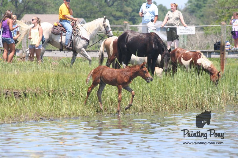 ponypenning_072711_0206.JPG