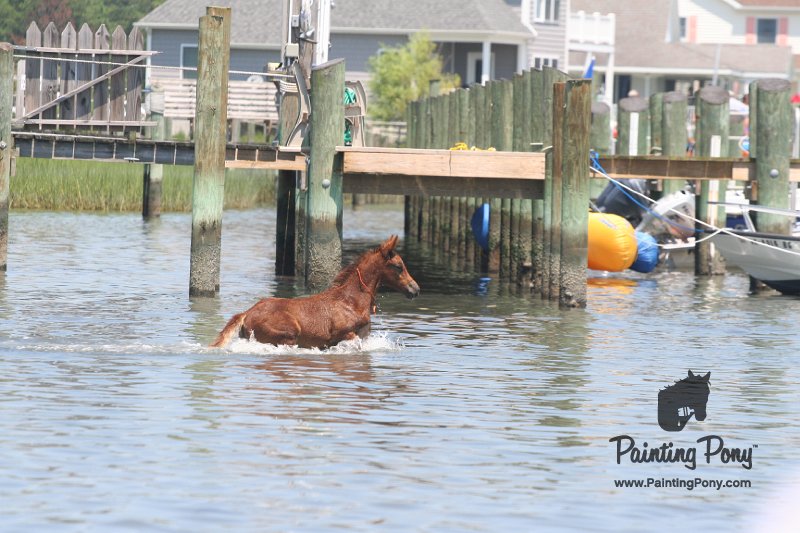 ponypenning_072711_0209.JPG
