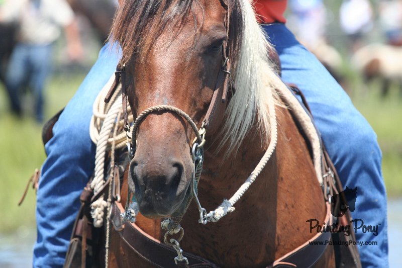 ponypenning_072711_0229.JPG