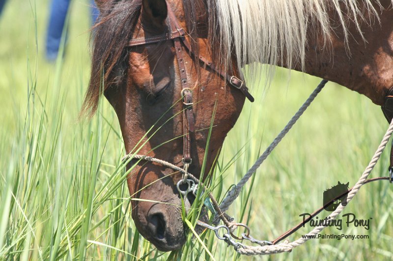 ponypenning_072711_0231.JPG