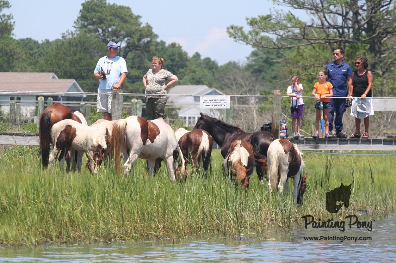 ponypenning_072711_0232.JPG