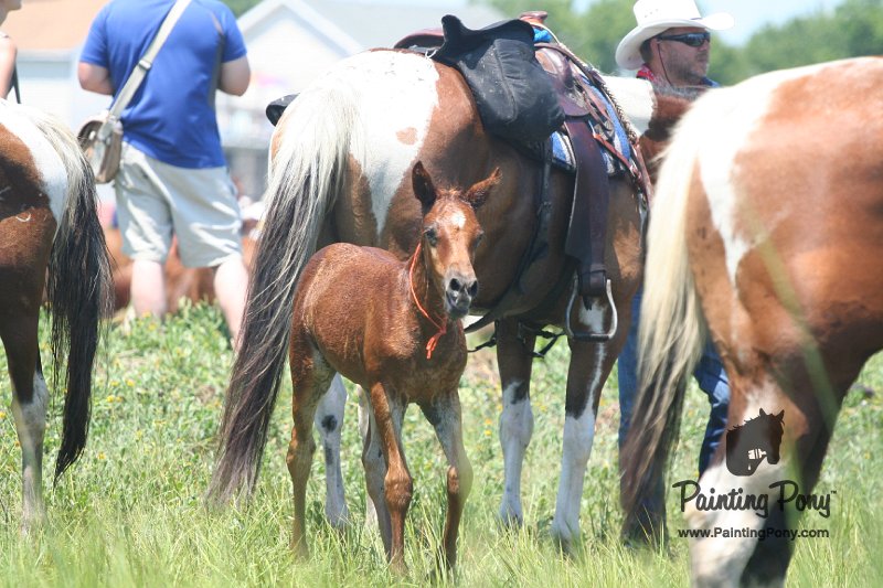 ponypenning_072711_0233.JPG