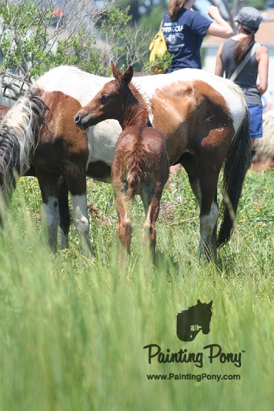 ponypenning_072711_0234.JPG