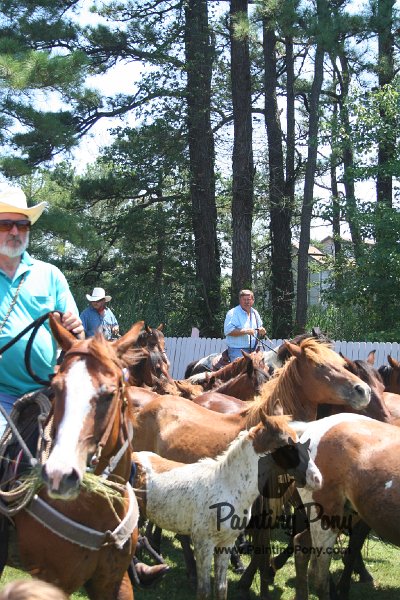 ponypenning_072711_0256.JPG
