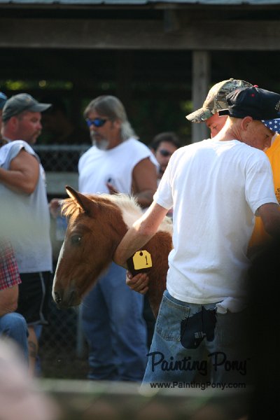 ponypenning_072811_0296.JPG
