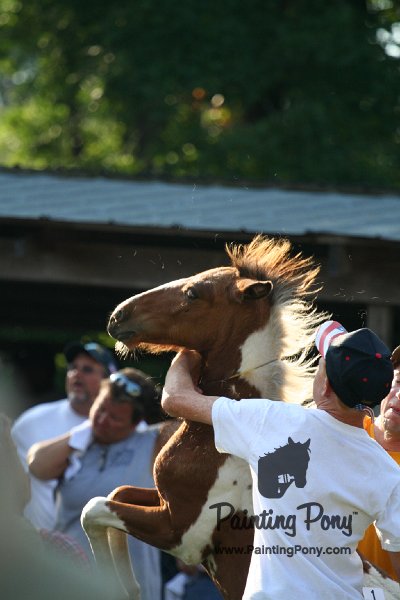 ponypenning_072811_0297.JPG