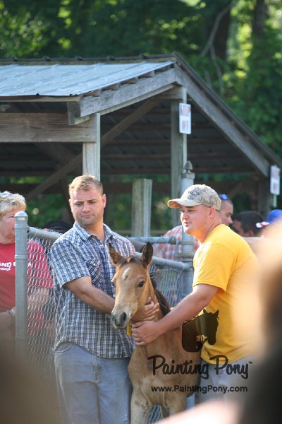 ponypenning_072811_0318.JPG