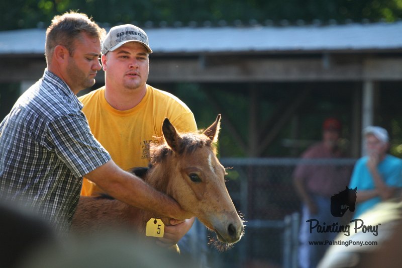 ponypenning_072811_0319.JPG