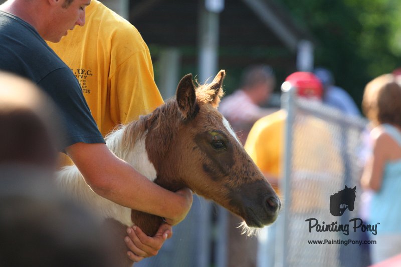 ponypenning_072811_0336.JPG