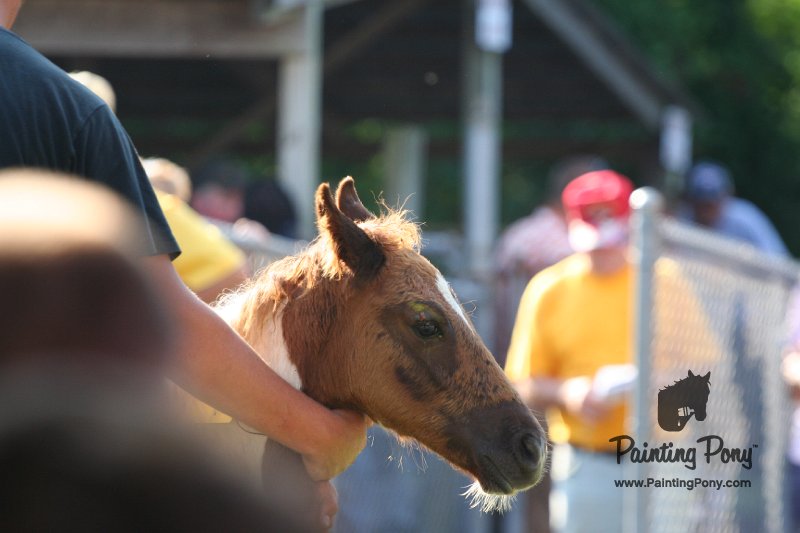 ponypenning_072811_0337.JPG