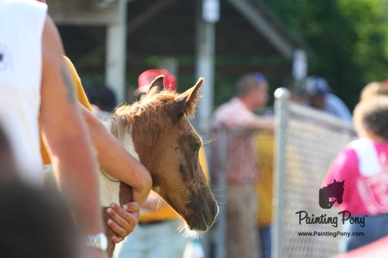 ponypenning_072811_0338.JPG