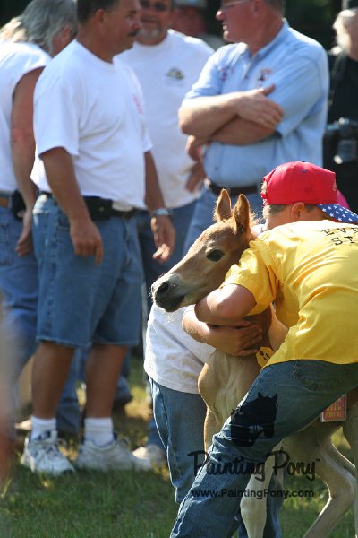 ponypenning_072811_0364.JPG