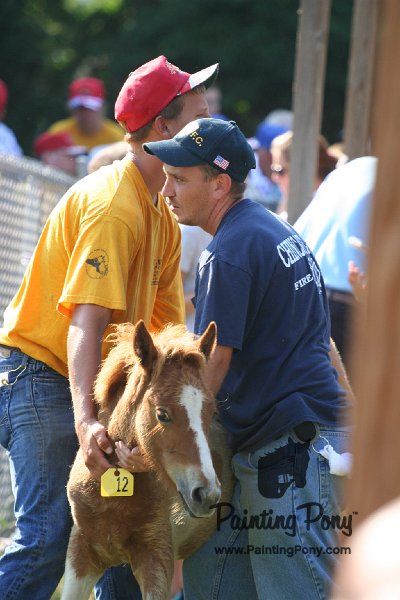 ponypenning_072811_0370.JPG
