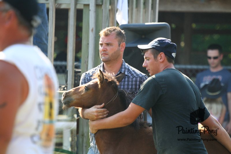 ponypenning_072811_0375.JPG