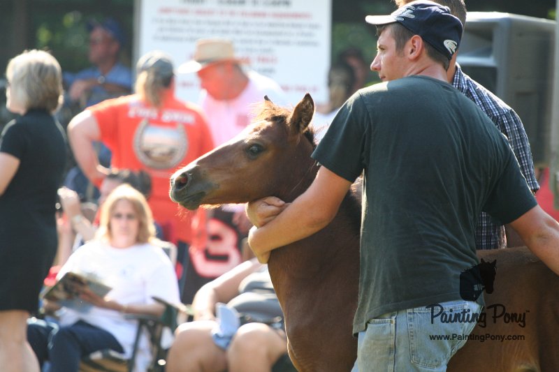 ponypenning_072811_0376.JPG