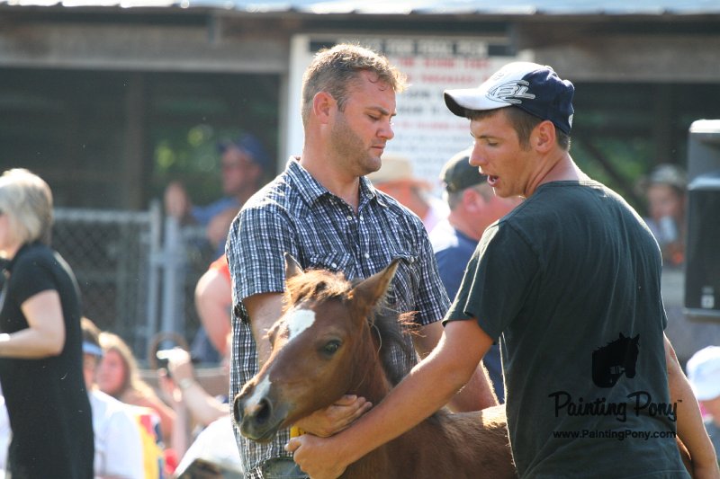 ponypenning_072811_0378.JPG
