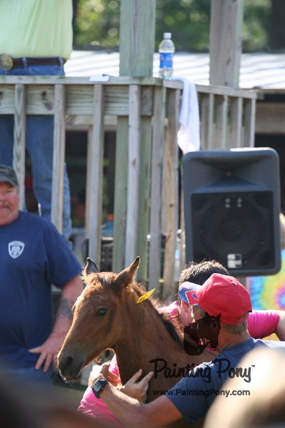 ponypenning_072811_0384.JPG
