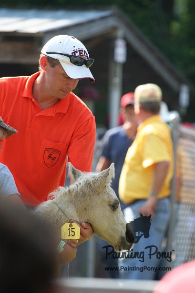 ponypenning_072811_0397.JPG
