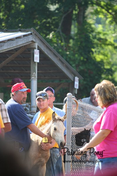 ponypenning_072811_0401.JPG