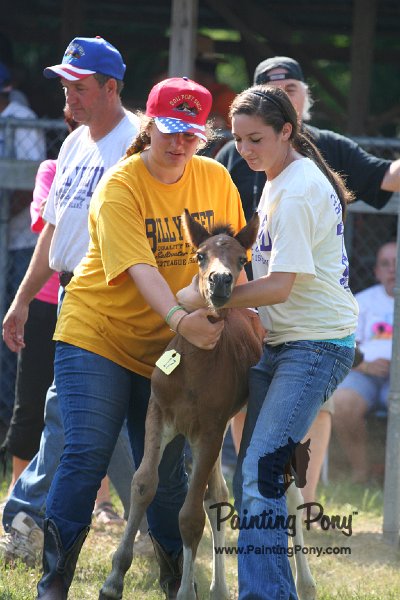 ponypenning_072811_0414.JPG