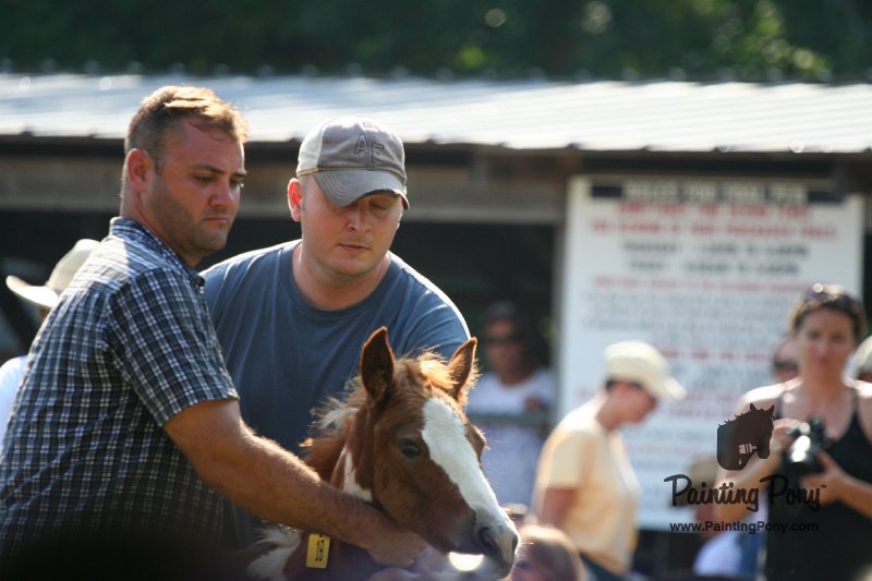 ponypenning_072811_0424.JPG