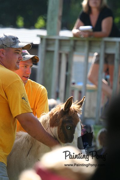 ponypenning_072811_0431.JPG