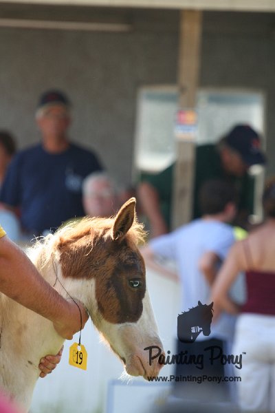 ponypenning_072811_0434.JPG