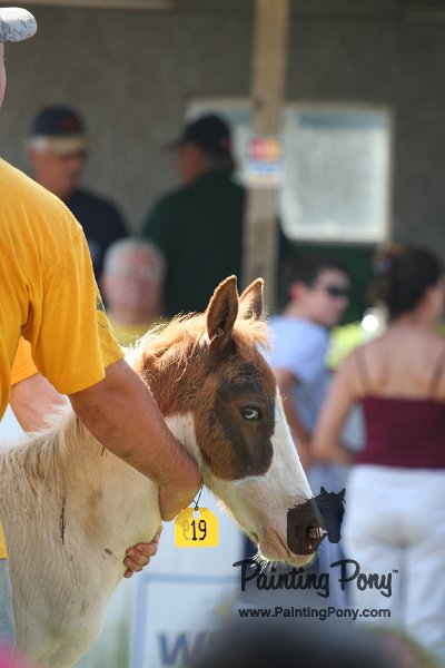 ponypenning_072811_0435.JPG