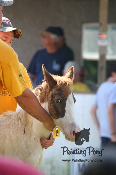 ponypenning_072811_0437.JPG