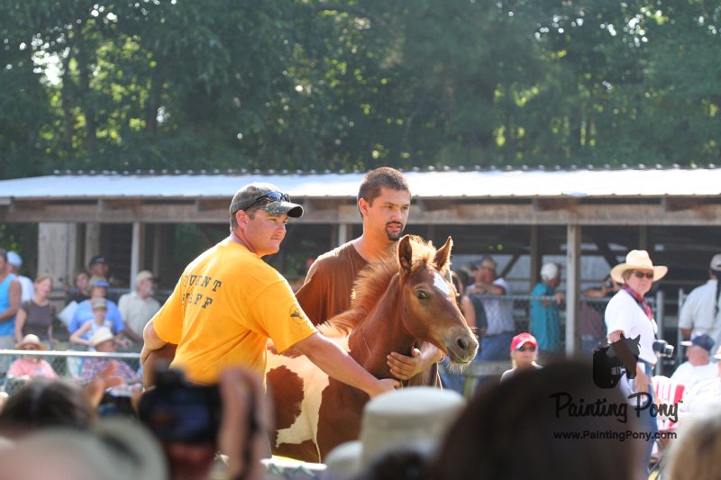 ponypenning_072811_0476.JPG