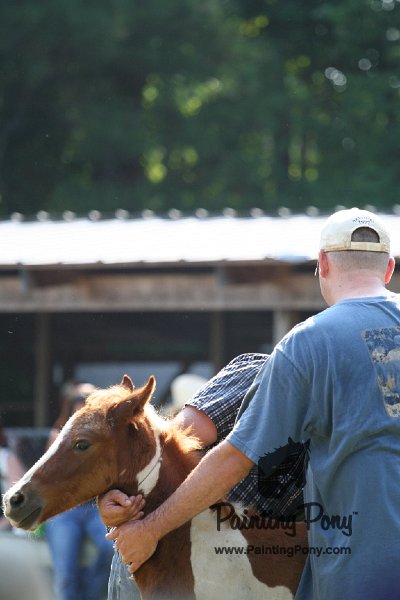 ponypenning_072811_0487.JPG