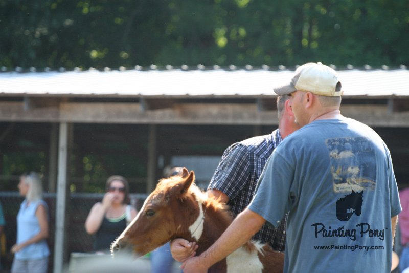 ponypenning_072811_0488.JPG