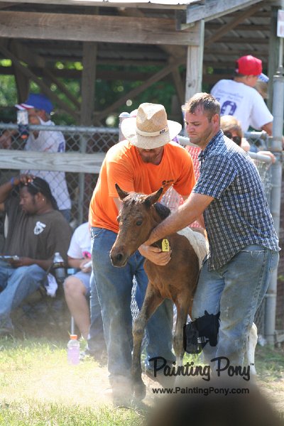 ponypenning_072811_0489.JPG