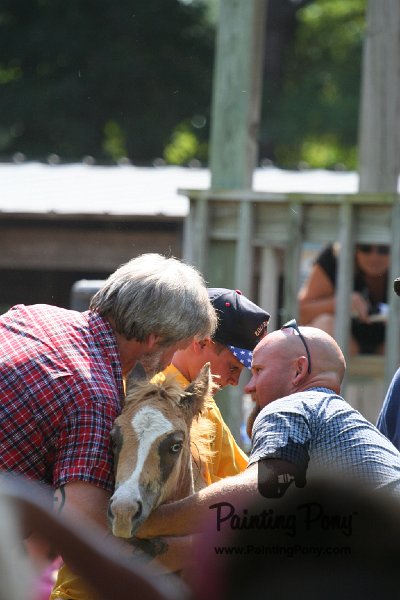 ponypenning_072811_0499.JPG