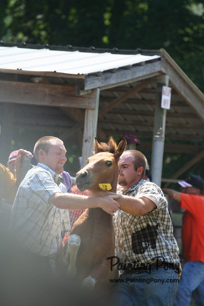 ponypenning_072811_0503.JPG