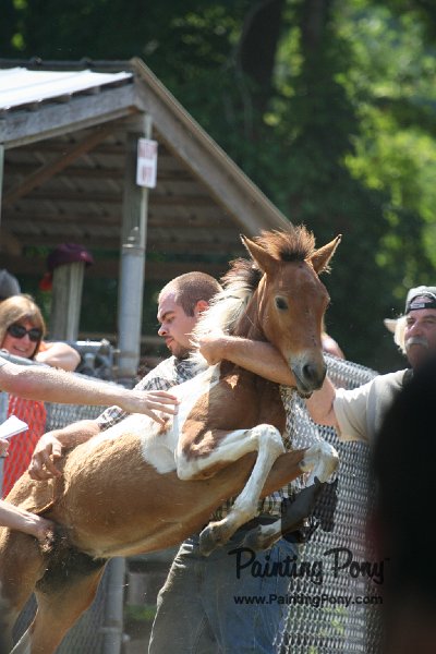 ponypenning_072811_0504.JPG