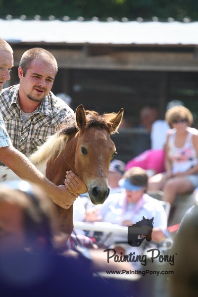 ponypenning_072811_0506.JPG