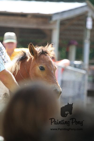 ponypenning_072811_0507.JPG