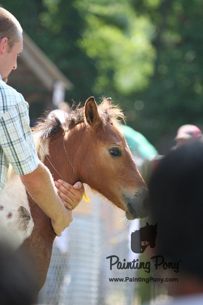 ponypenning_072811_0508.JPG