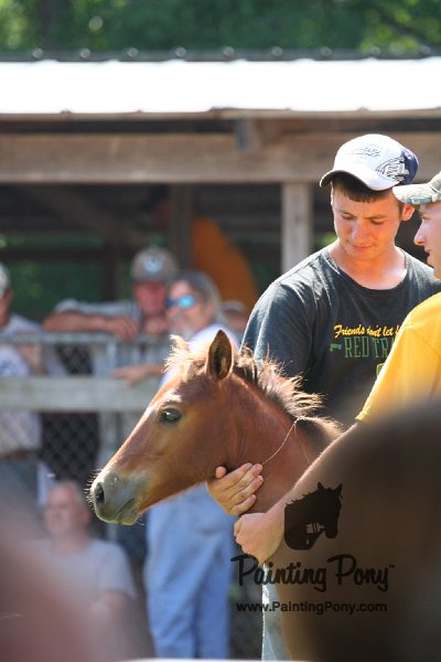 ponypenning_072811_0509.JPG