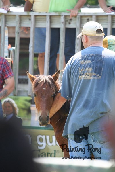 ponypenning_072811_0515.JPG